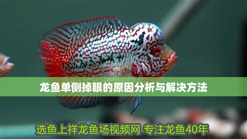 龍魚單側掉眼的原因分析與解決方法