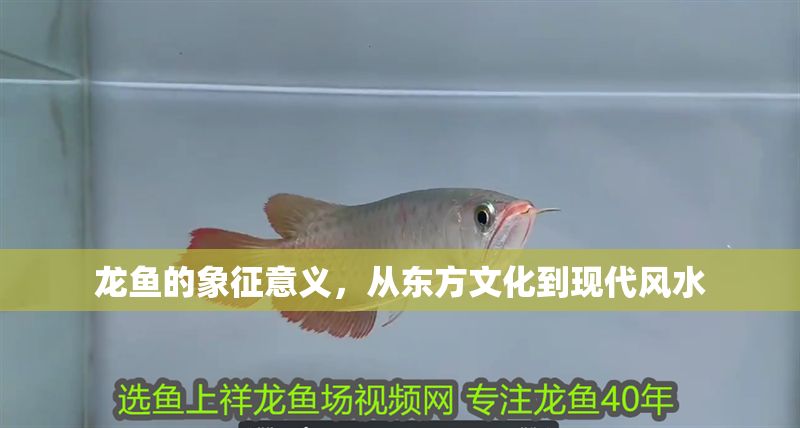 龍魚的象征意義，從東方文化到現代風水