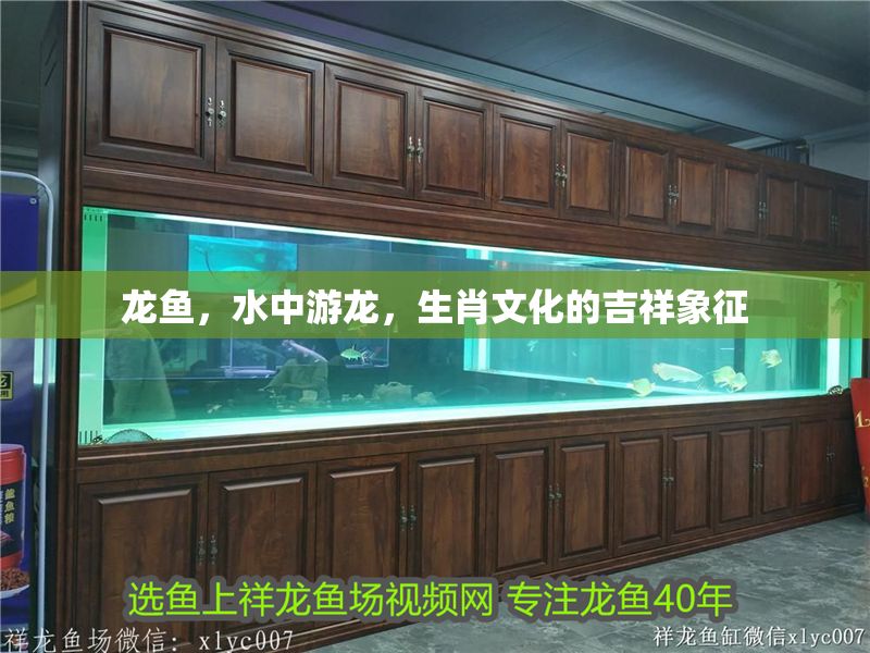 龍魚，水中游龍，生肖文化的吉祥象征
