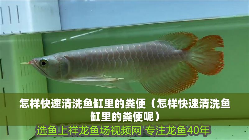 怎樣快速清洗魚缸里的糞便（怎樣快速清洗魚缸里的糞便呢）