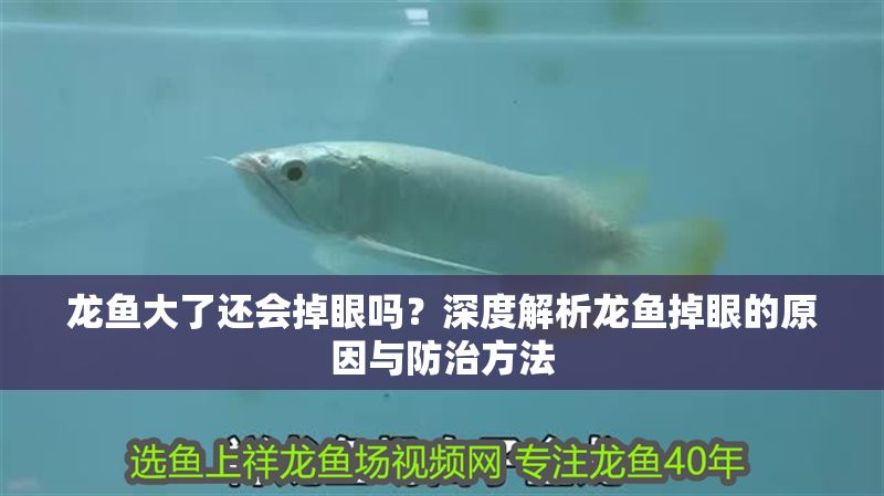 龍魚大了還會掉眼嗎？深度解析龍魚掉眼的原因與防治方法