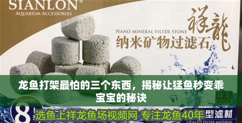 龍魚打架最怕的三個東西，揭秘讓猛魚秒變乖寶寶的秘訣