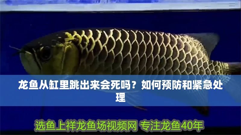 龍魚從缸里跳出來會死嗎？如何預防和緊急處理 龍魚從缸里跳出來會死嗎？如何預防和緊急處理 龍魚百科 第1張