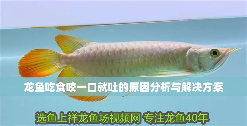 龍魚吃食咬一口就吐的原因分析與解決方案