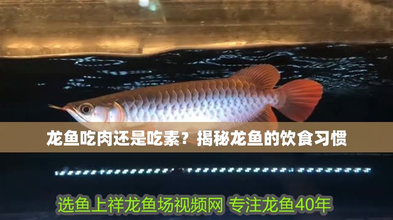 龍魚吃肉還是吃素？揭秘龍魚的飲食習慣