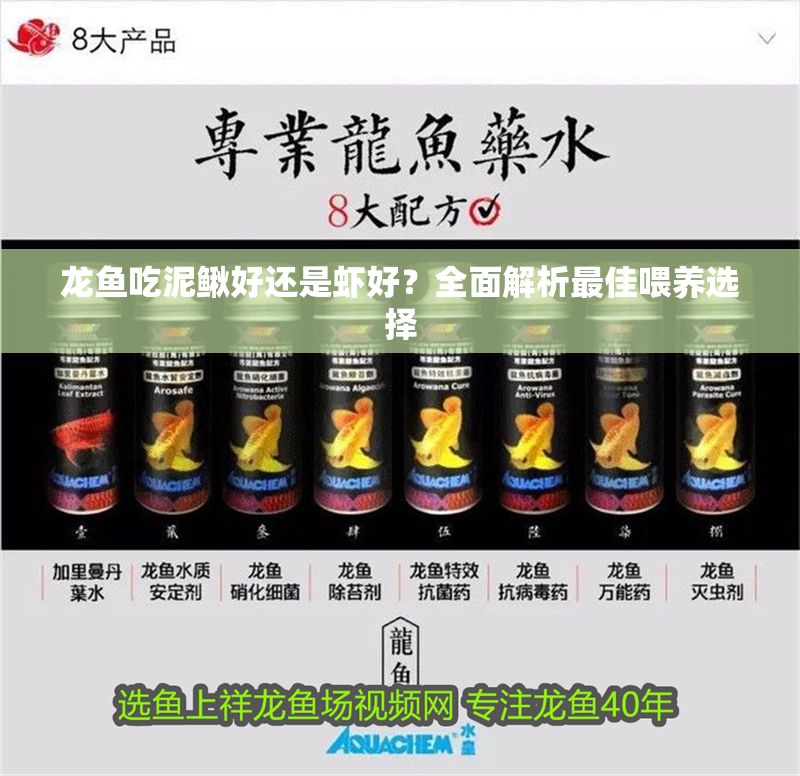 龍魚吃泥鰍好還是蝦好？全面解析最佳喂養選擇