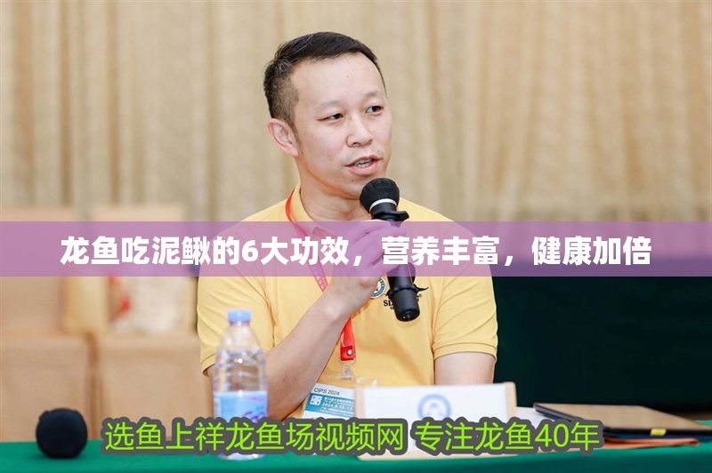 龍魚吃泥鰍的6大功效，營養(yǎng)豐富，健康加倍