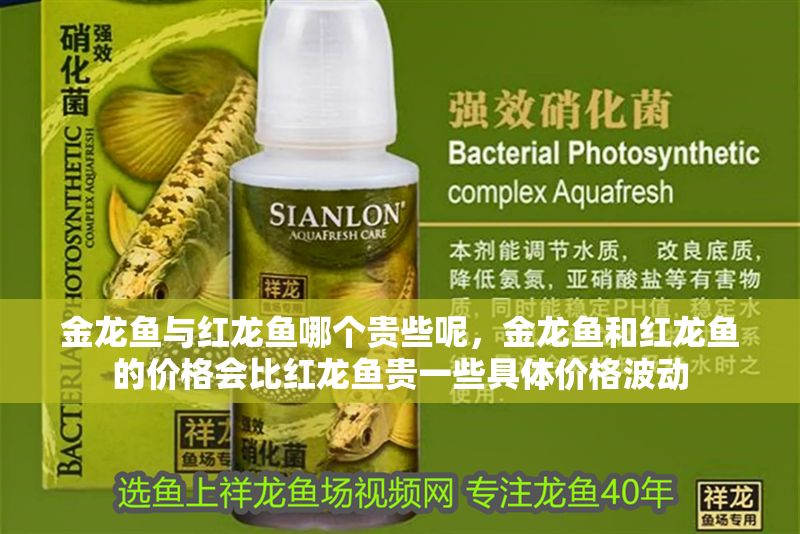 金龍魚與紅龍魚哪個貴些呢，金龍魚和紅龍魚的價格會比紅龍魚貴一些具體價格波動