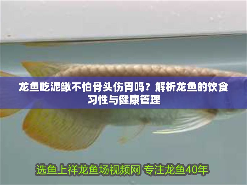 龍魚吃泥鰍不怕骨頭傷胃嗎？解析龍魚的飲食習性與健康管理