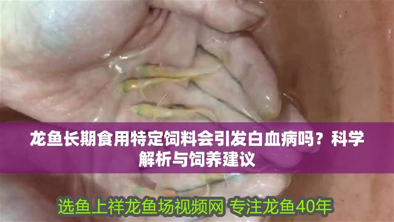 龍魚長期食用特定飼料會引發(fā)白血病嗎？科學(xué)解析與飼養(yǎng)建議