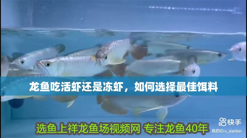 龍魚吃活蝦還是凍蝦，如何選擇最佳餌料