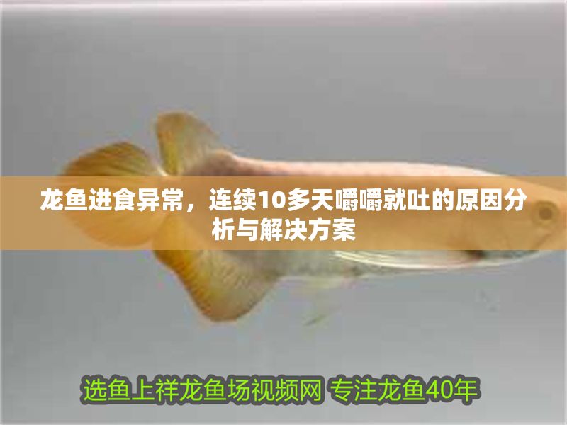 龍魚進食異常，連續10多天嚼嚼就吐的原因分析與解決方案