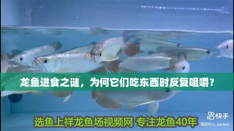 龍魚進(jìn)食之謎，為何它們吃東西時(shí)反復(fù)咀嚼？