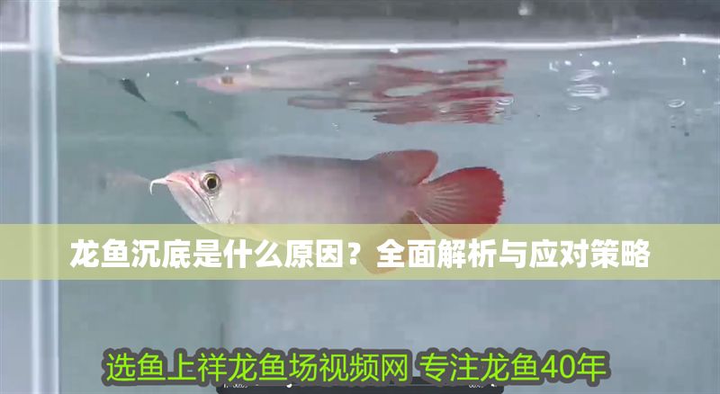 龍魚沉底是什么原因？全面解析與應對策略
