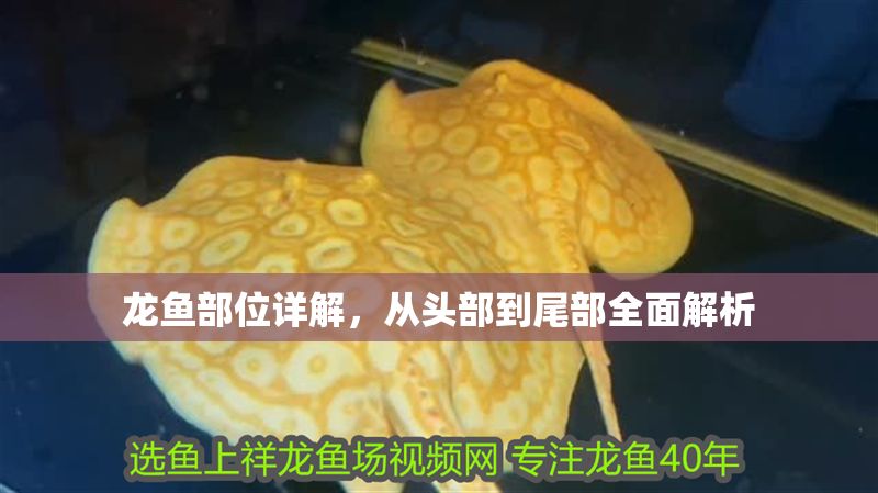 龍魚部位詳解，從頭部到尾部全面解析