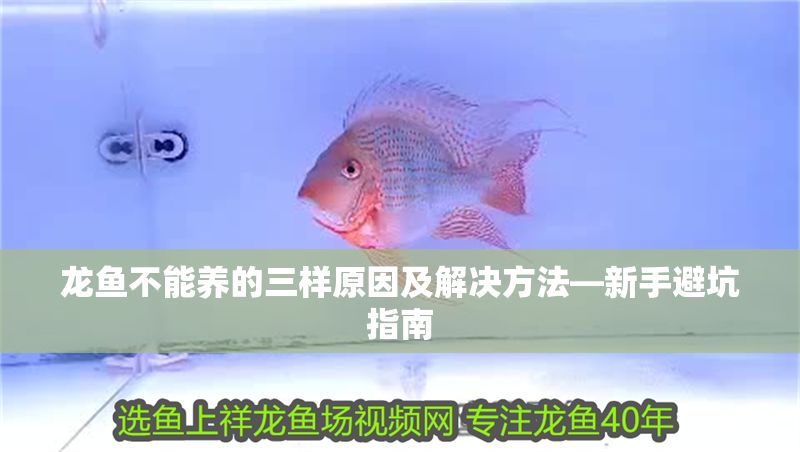 龍魚不能養的三樣原因及解決方法—新手避坑指南 龍魚不能養的三樣原因及解決方法—新手避坑指南 龍魚百科 第1張