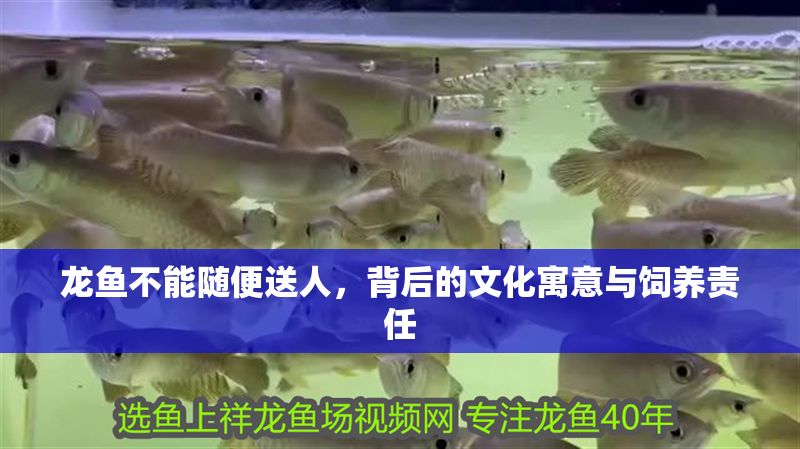 龍魚不能隨便送人，背后的文化寓意與飼養責任