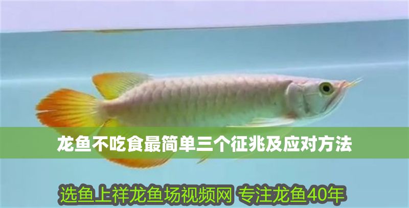 龍魚不吃食最簡單三個征兆及應對方法