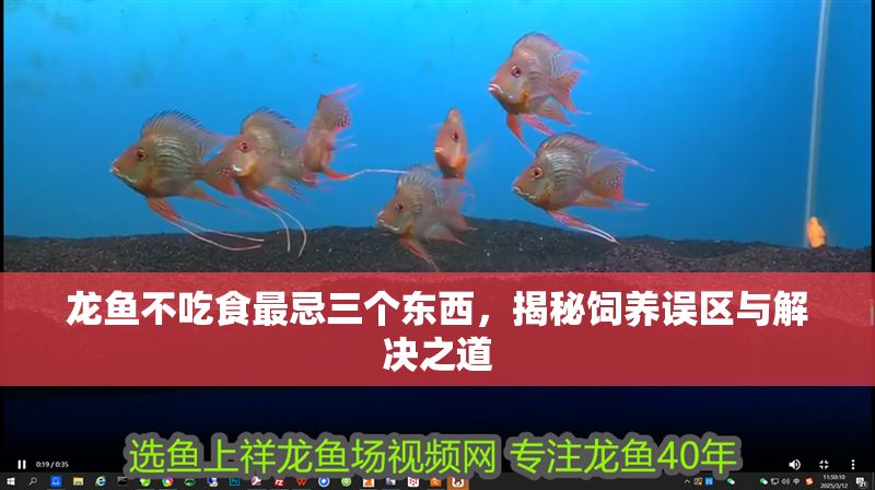 龍魚不吃食最忌三個東西，揭秘飼養(yǎng)誤區(qū)與解決之道