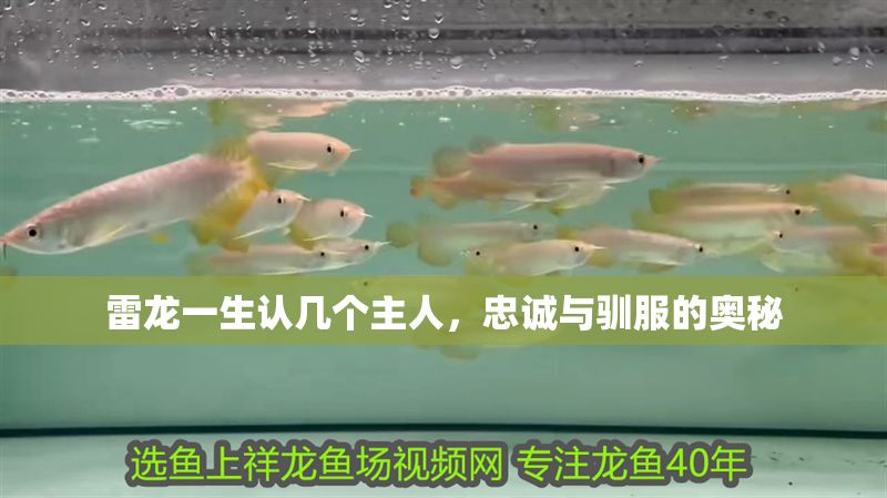 雷龍一生認(rèn)幾個(gè)主人，忠誠與馴服的奧秘 雷龍一生認(rèn)幾個(gè)主人，忠誠與馴服的奧秘 龍魚百科 第1張