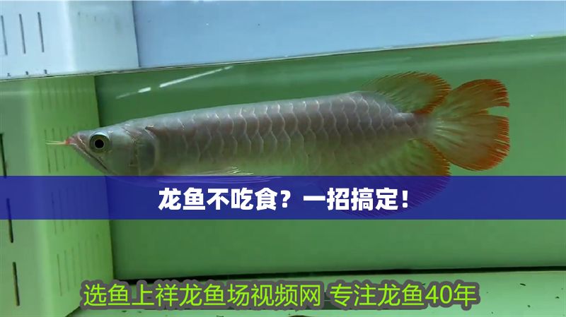 龍魚不吃食？一招搞定！