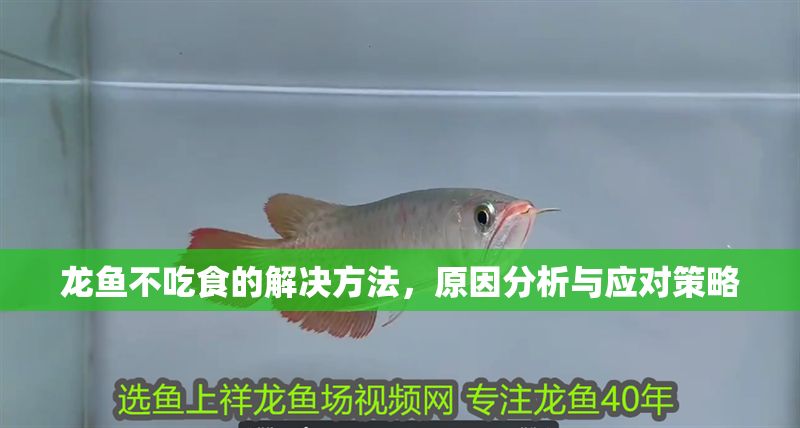 龍魚不吃食的解決方法，原因分析與應(yīng)對(duì)策略