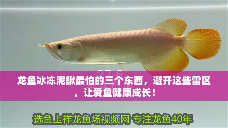 龍魚冰凍泥鰍最怕的三個東西，避開這些雷區，讓愛魚健康成長！