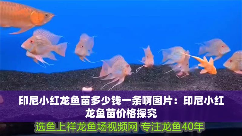 印尼小紅龍魚(yú)苗多少錢一條啊圖片：印尼小紅龍魚(yú)苗價(jià)格探究