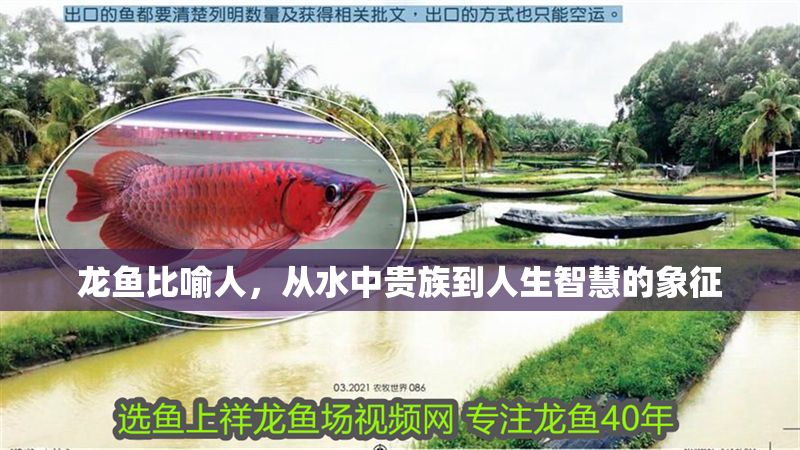 龍魚比喻人,從水中貴族到人生智慧的象征
