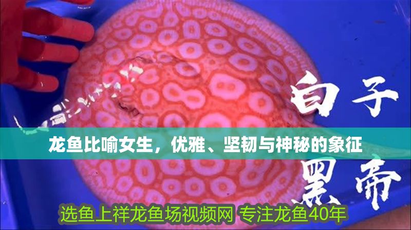 龍魚比喻女生，優雅、堅韌與神秘的象征 龍魚比喻女生，優雅、堅韌與神秘的象征 龍魚百科 第1張