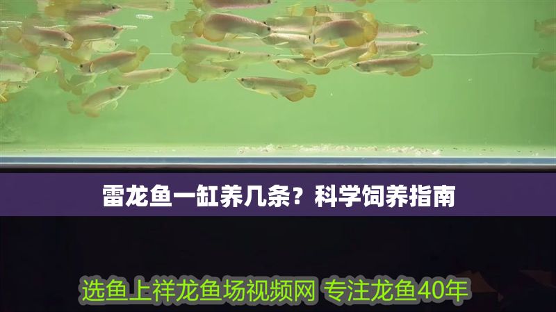 雷龍魚一缸養幾條？科學飼養指南