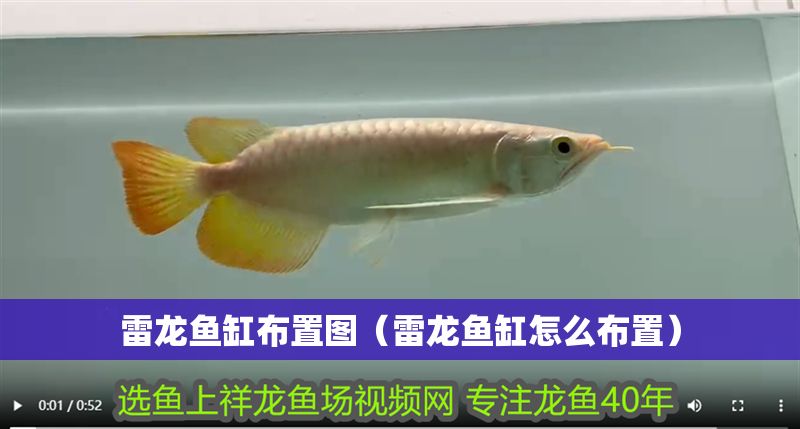 雷龍魚缸布置圖（雷龍魚缸怎么布置）