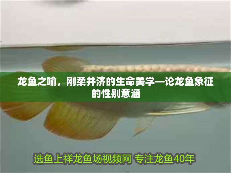 龍魚之喻，剛?cè)岵纳缹W(xué)—論龍魚象征的性別意涵 龍魚之喻，剛?cè)岵纳缹W(xué)—論龍魚象征的性別意涵 龍魚百科 第1張