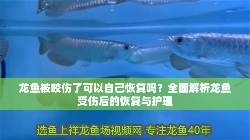 龍魚被咬傷了可以自己恢復嗎？全面解析龍魚受傷后的恢復與護理