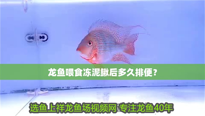 龍魚喂食凍泥鰍后多久排便？ 龍魚喂食凍泥鰍后多久排便？ 龍魚百科