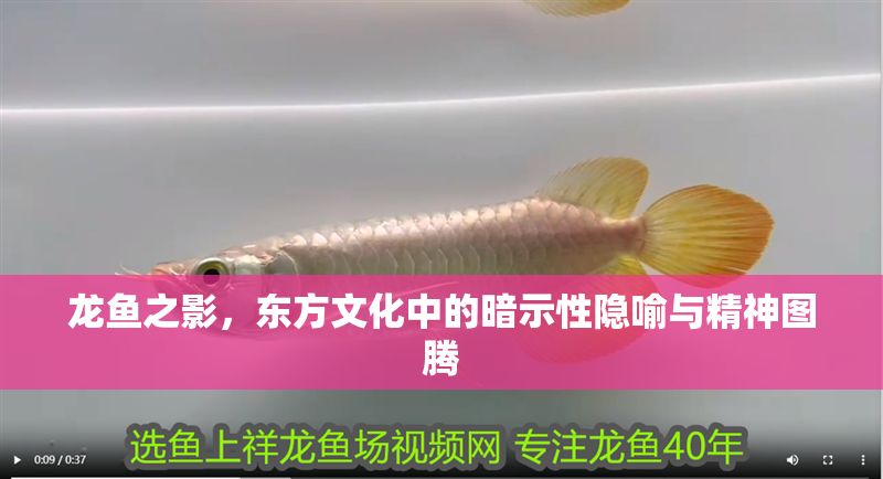 龍魚之影，東方文化中的暗示性隱喻與精神圖騰