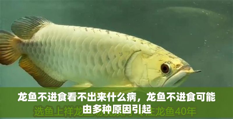 龍魚不進(jìn)食看不出來(lái)什么病，龍魚不進(jìn)食可能由多種原因引起