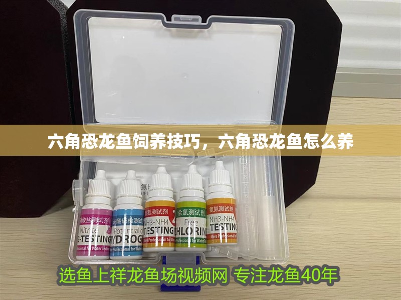 六角恐龍魚飼養(yǎng)技巧，六角恐龍魚怎么養(yǎng)