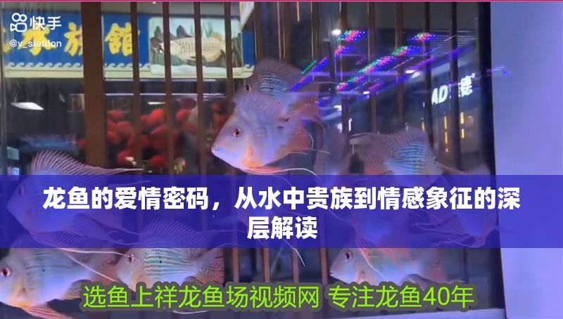 龍魚的愛情密碼，從水中貴族到情感象征的深層解讀
