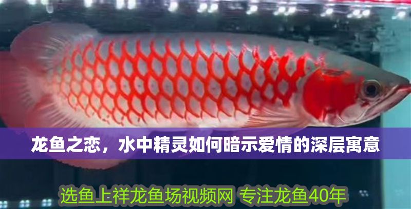 龍魚之戀，水中精靈如何暗示愛情的深層寓意