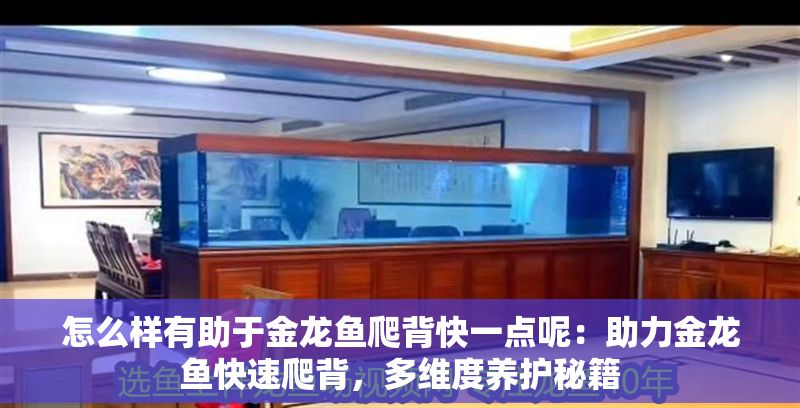怎么樣有助于金龍魚爬背快一點呢：助力金龍魚快速爬背，多維度養護秘籍