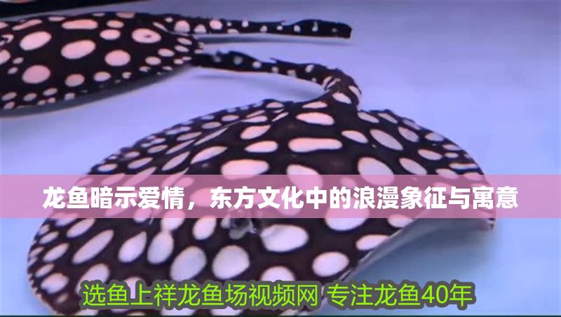 龍魚暗示愛情，東方文化中的浪漫象征與寓意