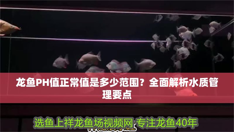 龍魚PH值正常值是多少范圍？全面解析水質管理要點