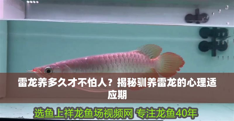 雷龍養(yǎng)多久才不怕人？揭秘馴養(yǎng)雷龍的心理適應(yīng)期 雷龍養(yǎng)多久才不怕人？揭秘馴養(yǎng)雷龍的心理適應(yīng)期 龍魚百科 第1張