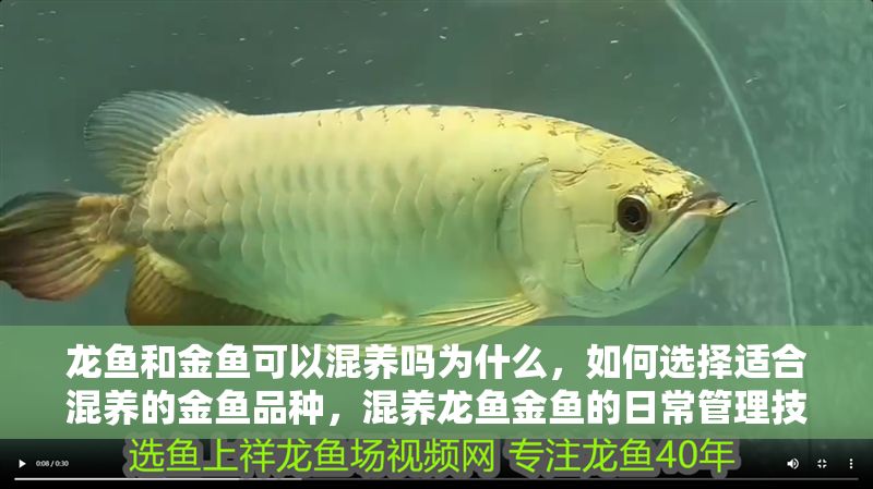 龍魚和金魚可以混養嗎為什么，如何選擇適合混養的金魚品種，混養龍魚金魚的日常管理技巧
