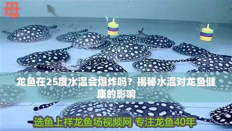 龍魚在25度水溫會爆炸嗎？揭秘水溫對龍魚健康的影響
