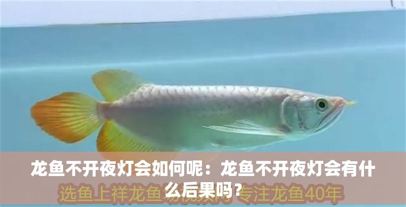 龍魚不開夜燈會如何呢：龍魚不開夜燈會有什么后果嗎？