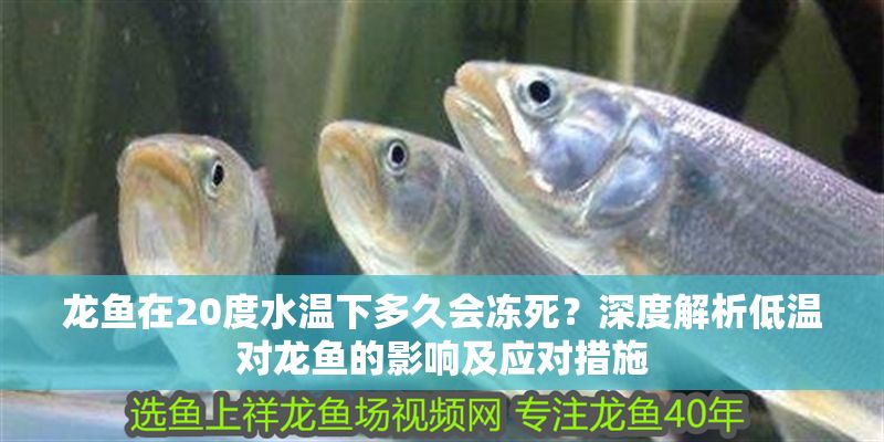 龍魚在20度水溫下多久會凍死？深度解析低溫對龍魚的影響及應對措施