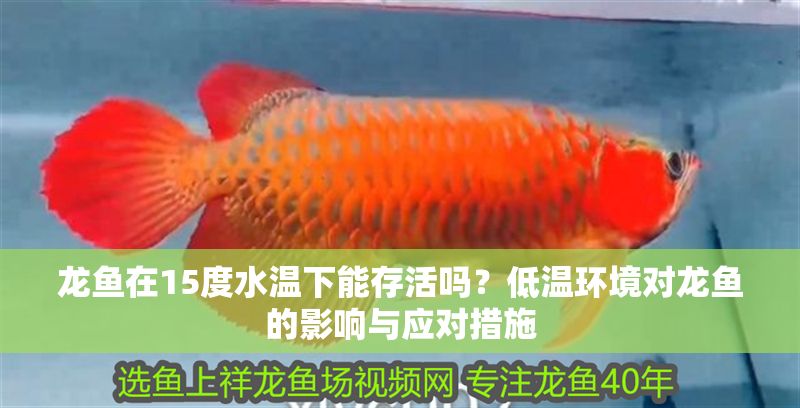 龍魚在15度水溫下能存活嗎？低溫環境對龍魚的影響與應對措施 龍魚在15度水溫下能存活嗎？低溫環境對龍魚的影響與應對措施 龍魚百科 第1張