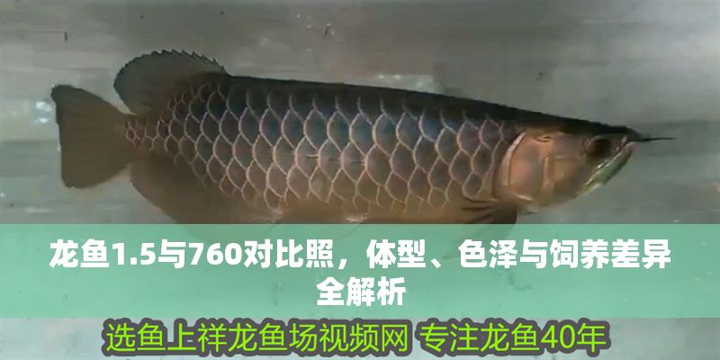 龍魚1.5與760對(duì)比照，體型、色澤與飼養(yǎng)差異全解析